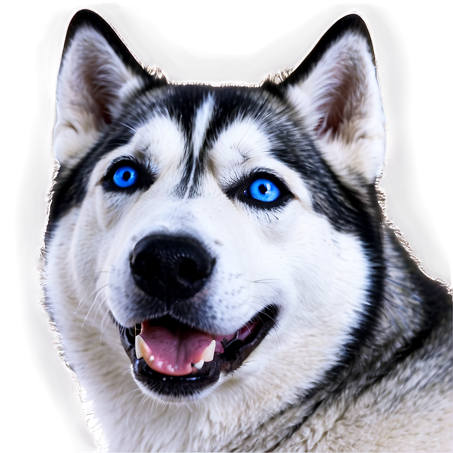 Husky With Blue Eyes Png 06252024 PNG Image