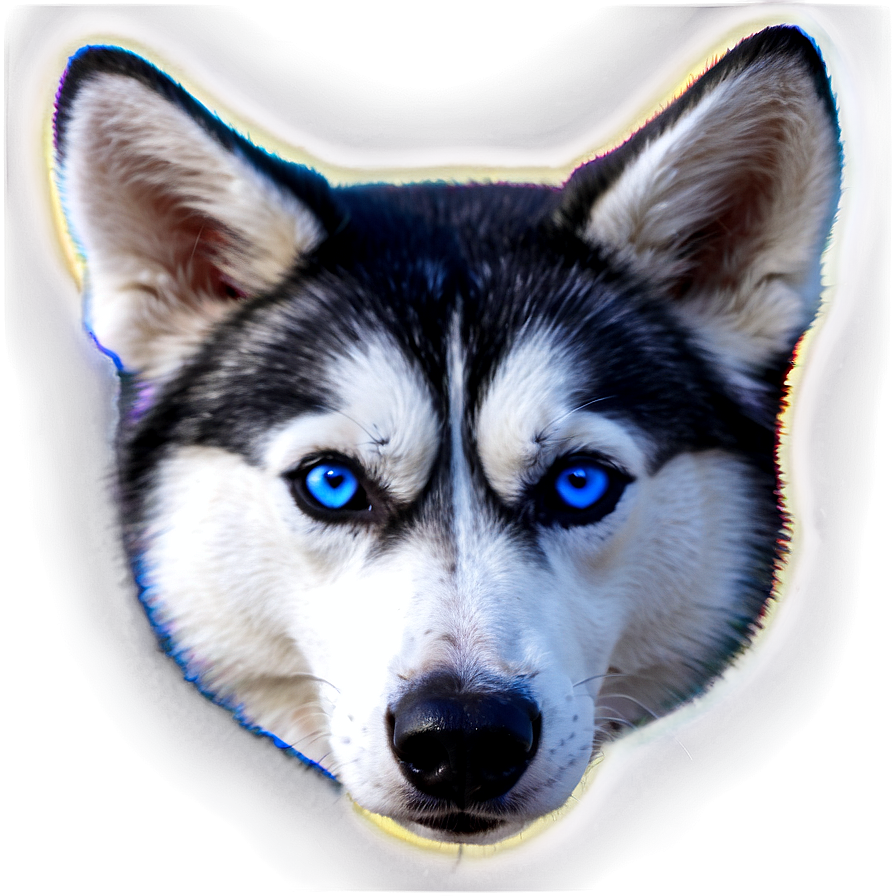 Husky With Blue Eyes Png 12 PNG Image