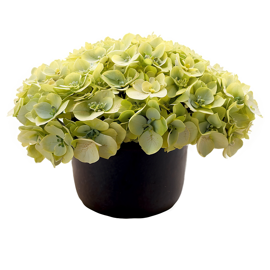 Hydrangea Arrangement Png 05242024 PNG Image