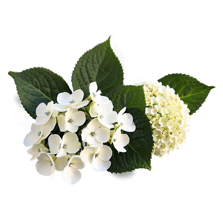 Hydrangea Arrangement Png Kff10 PNG Image