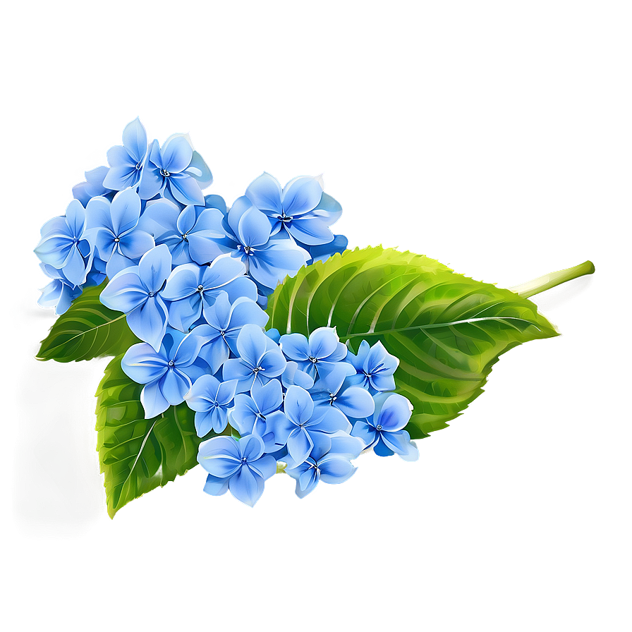 Hydrangea Background Png Uvd31 PNG Image