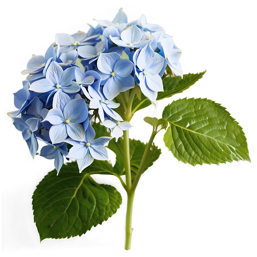 Hydrangea Bloom Png Med97 PNG Image