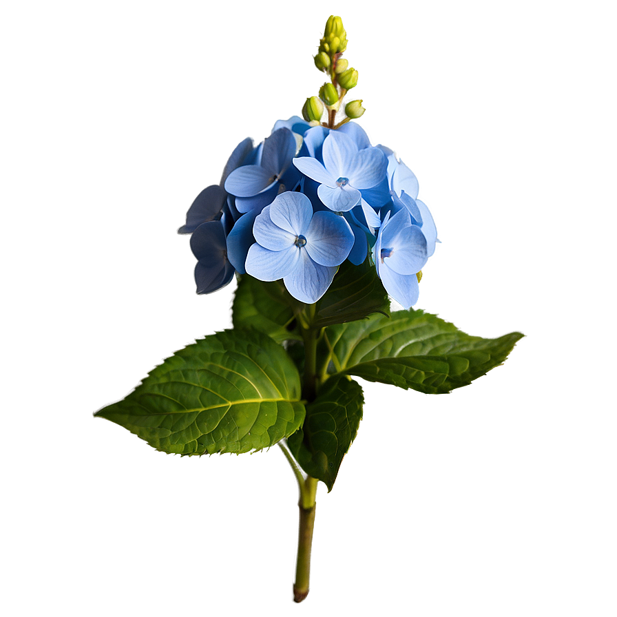 Hydrangea Bloom Png Qbo87 PNG Image