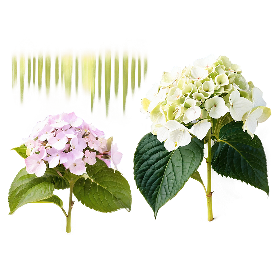 Hydrangea Blossom Png Cug PNG Image