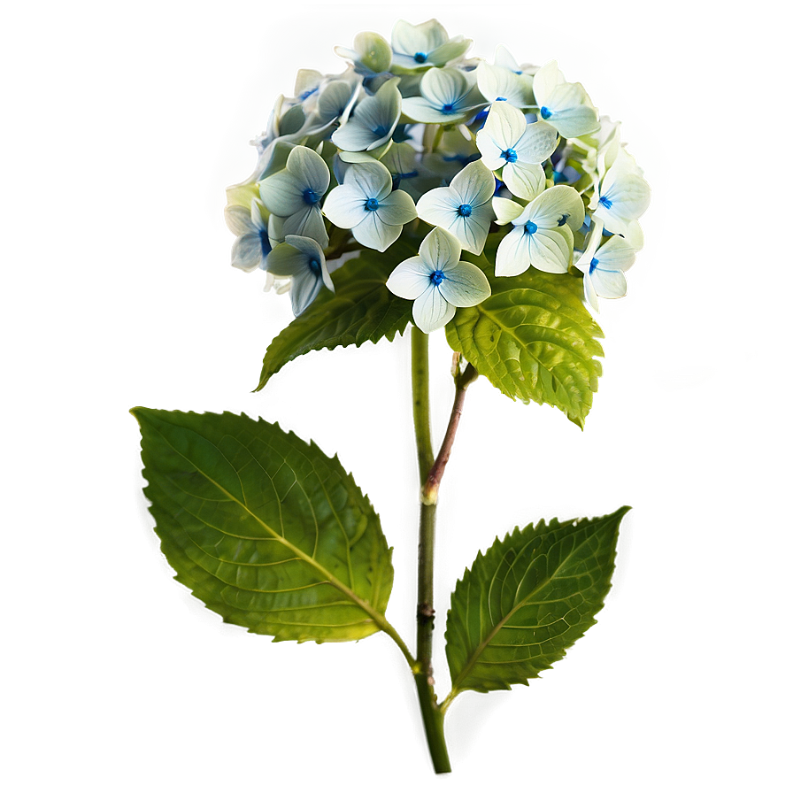 Hydrangea Blossom Png Pja PNG Image