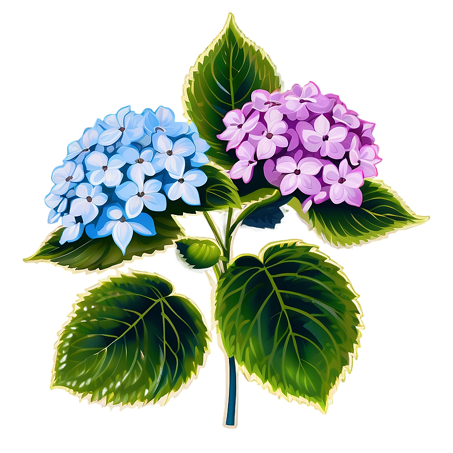 Hydrangea Clipart Png 33 PNG Image