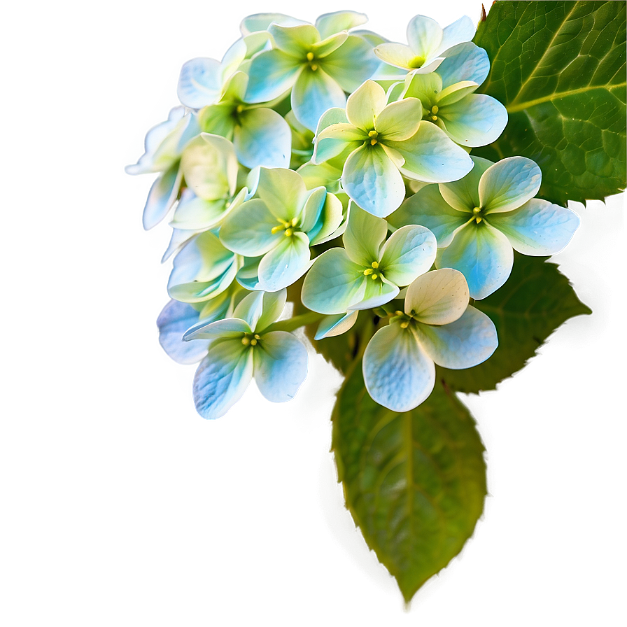 Hydrangea Close-up Png Kop PNG Image