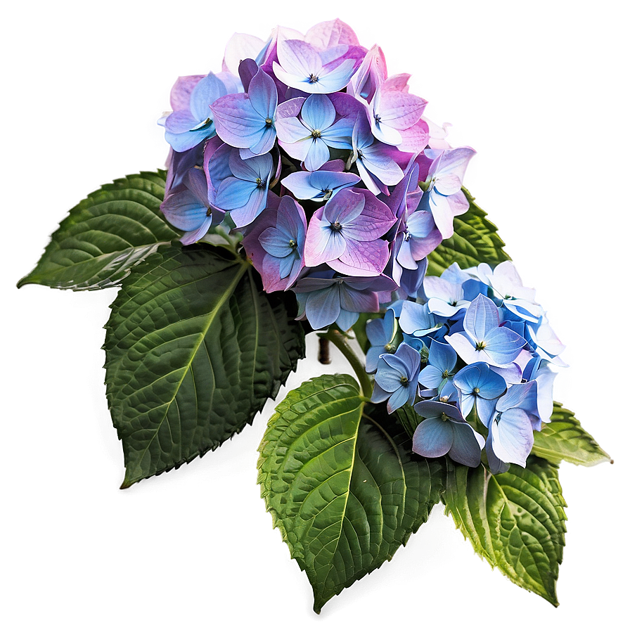 Hydrangea Cluster Png 05242024 PNG Image