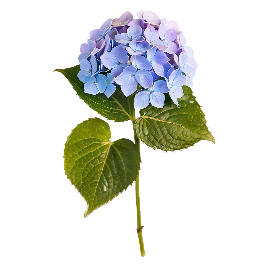 Hydrangea Cluster Png Abf PNG Image