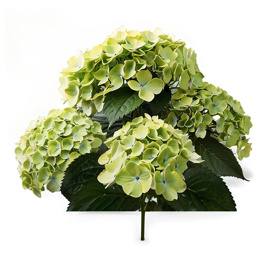 Hydrangea Garden Scene Png 95 PNG Image