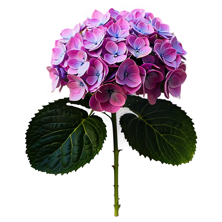 Hydrangea Macrophylla Png 40 PNG Image