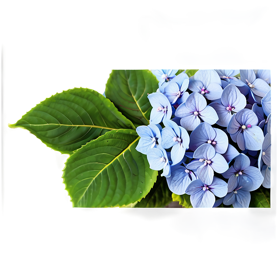 Hydrangea Pattern Png Xjt23 PNG Image