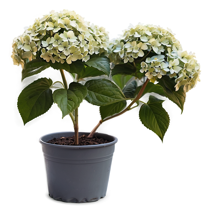 Hydrangea Shrub Png Msv75 PNG Image