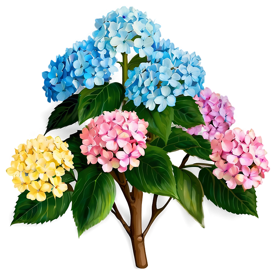 Hydrangea Shrub Png Xwh PNG Image