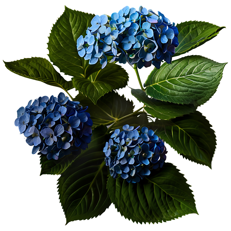 Hydrangea Sketch Png Dbu PNG Image