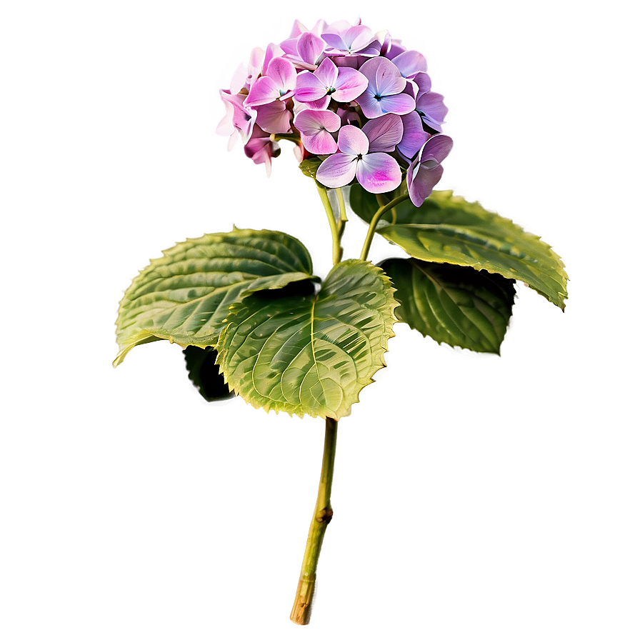 Hydrangea Sketch Png Kyq53 PNG Image