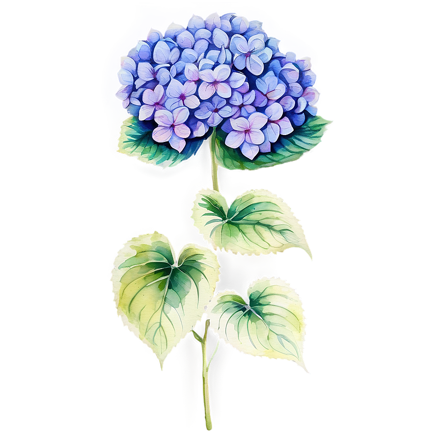 Hydrangea Watercolor Png 05242024 PNG Image