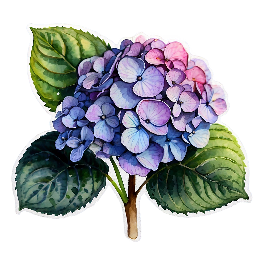 Hydrangea Watercolor Png Gva5 PNG Image