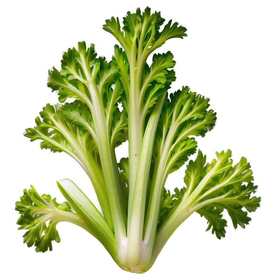 Hydroponic Celery Png 06252024 PNG Image