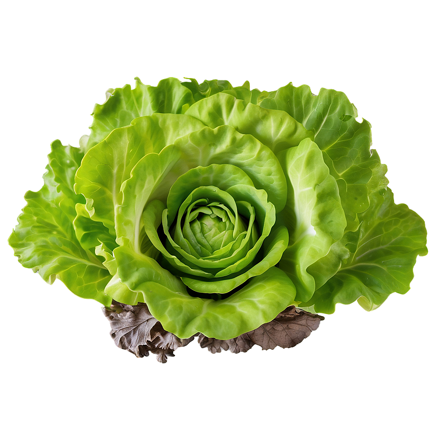 Hydroponic Lettuce Png Snv19 PNG Image