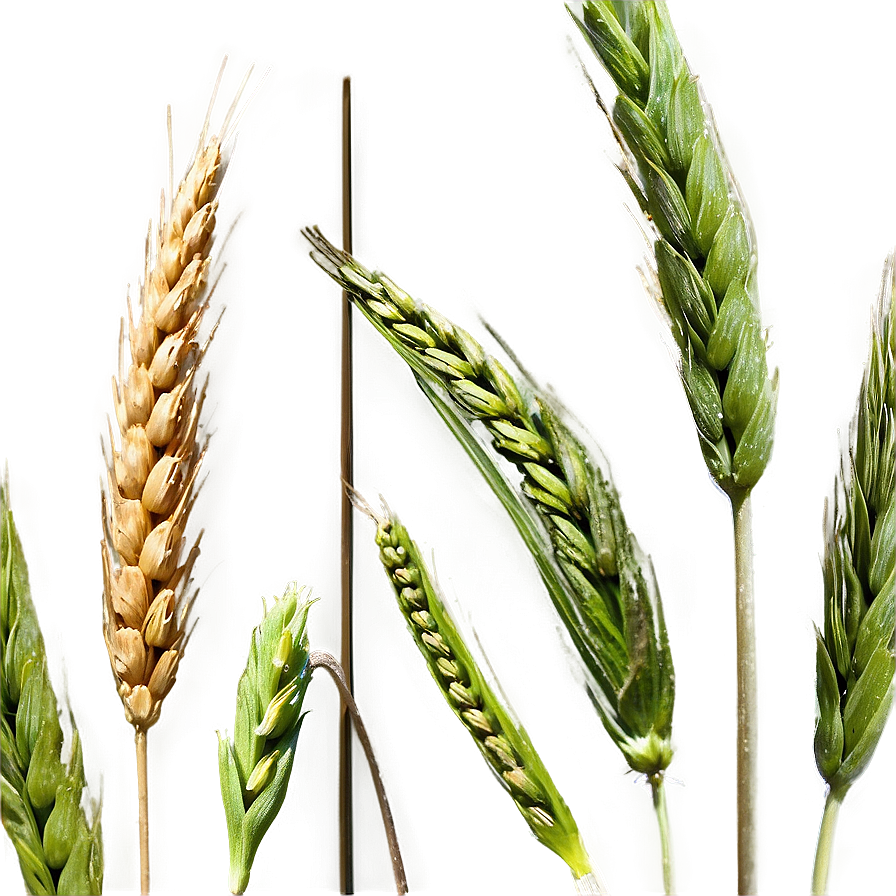 Idaho Agriculture Wheat Fields Png Qij PNG Image