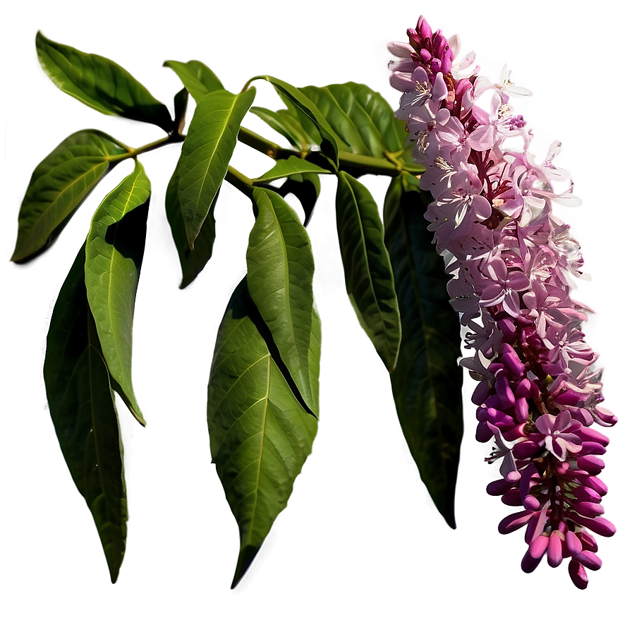 Idaho State Flower Syringa Png 57 PNG Image