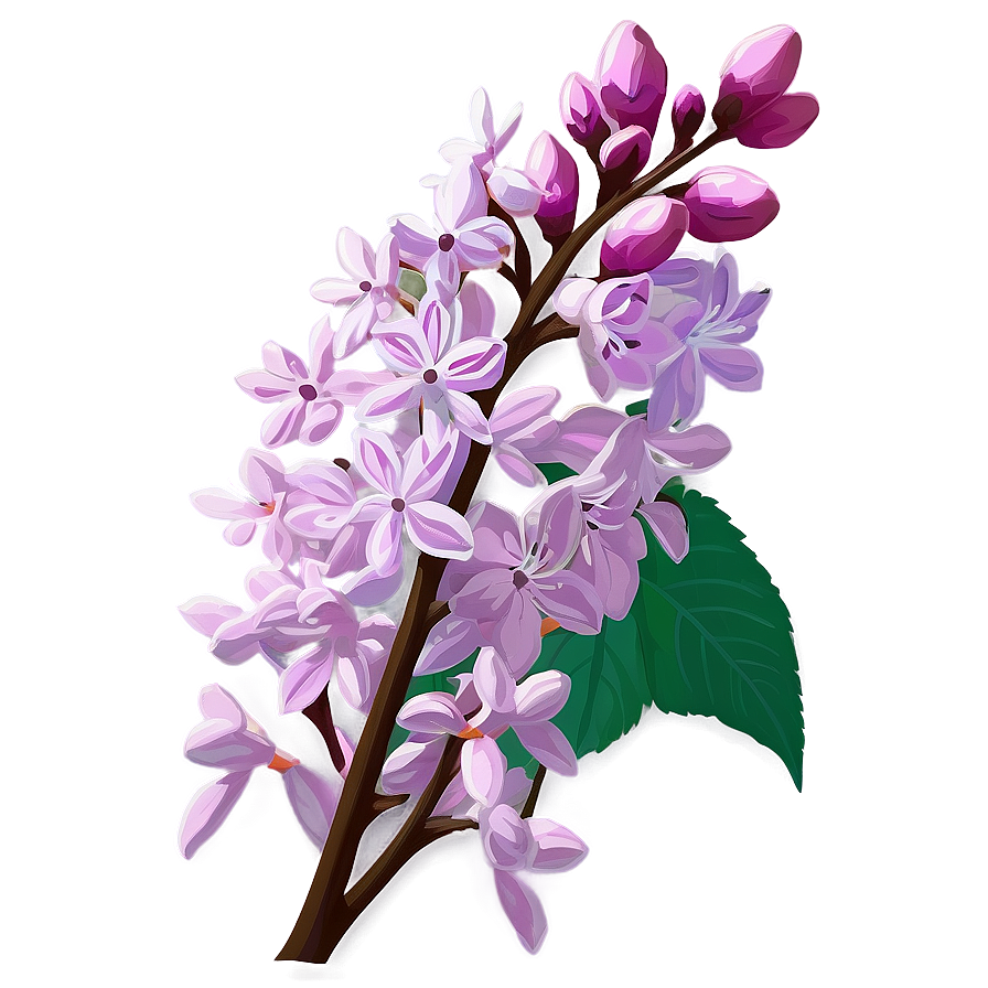 Idaho State Flower Syringa Png Psv12 PNG Image