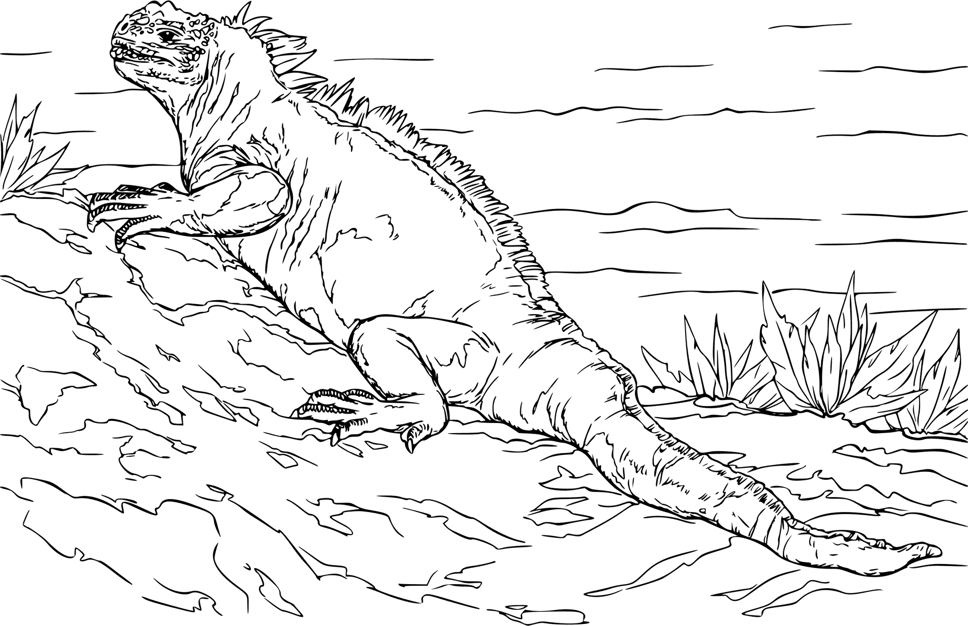 Iguanaon Rocks Line Drawing PNG Image