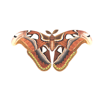 Illustrated Atlas Moth PNG Image