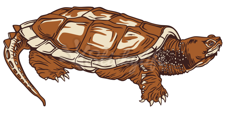 Illustrated Brown Turtle PNG Image