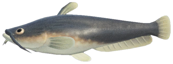 Illustrated Channel Catfish PNG Image