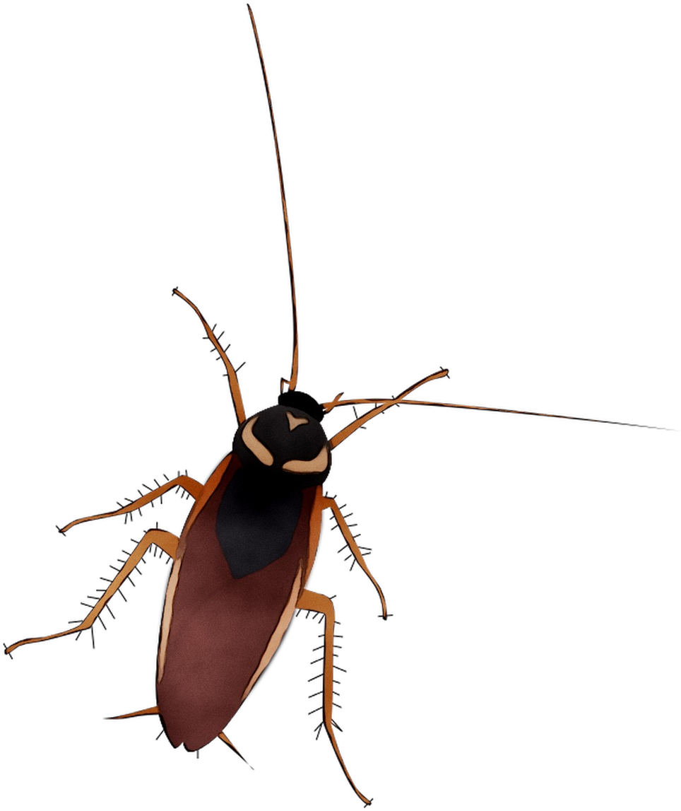 Illustrated Cockroach Graphic PNG Image