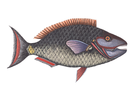 Illustrated Colorful Fish PNG Image