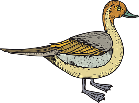 Illustrated Duck Side View PNG Image