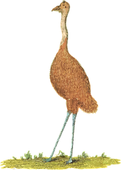 Illustrated Emu Standing Black Background PNG Image