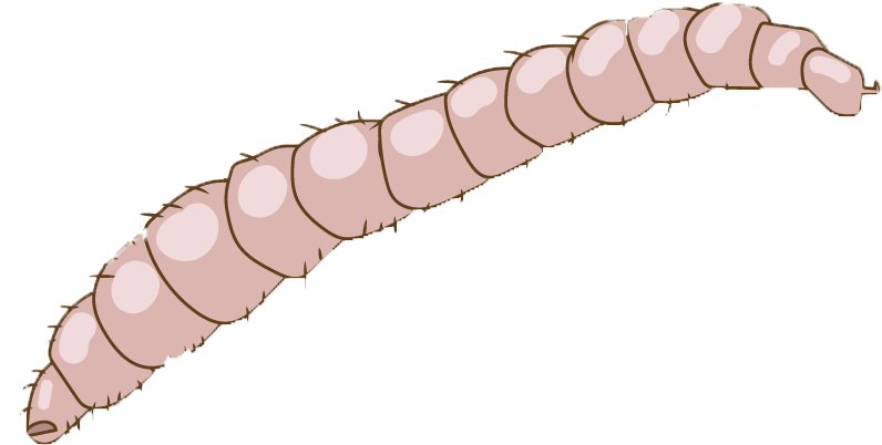 Illustrated Flea Larva Stage PNG Image