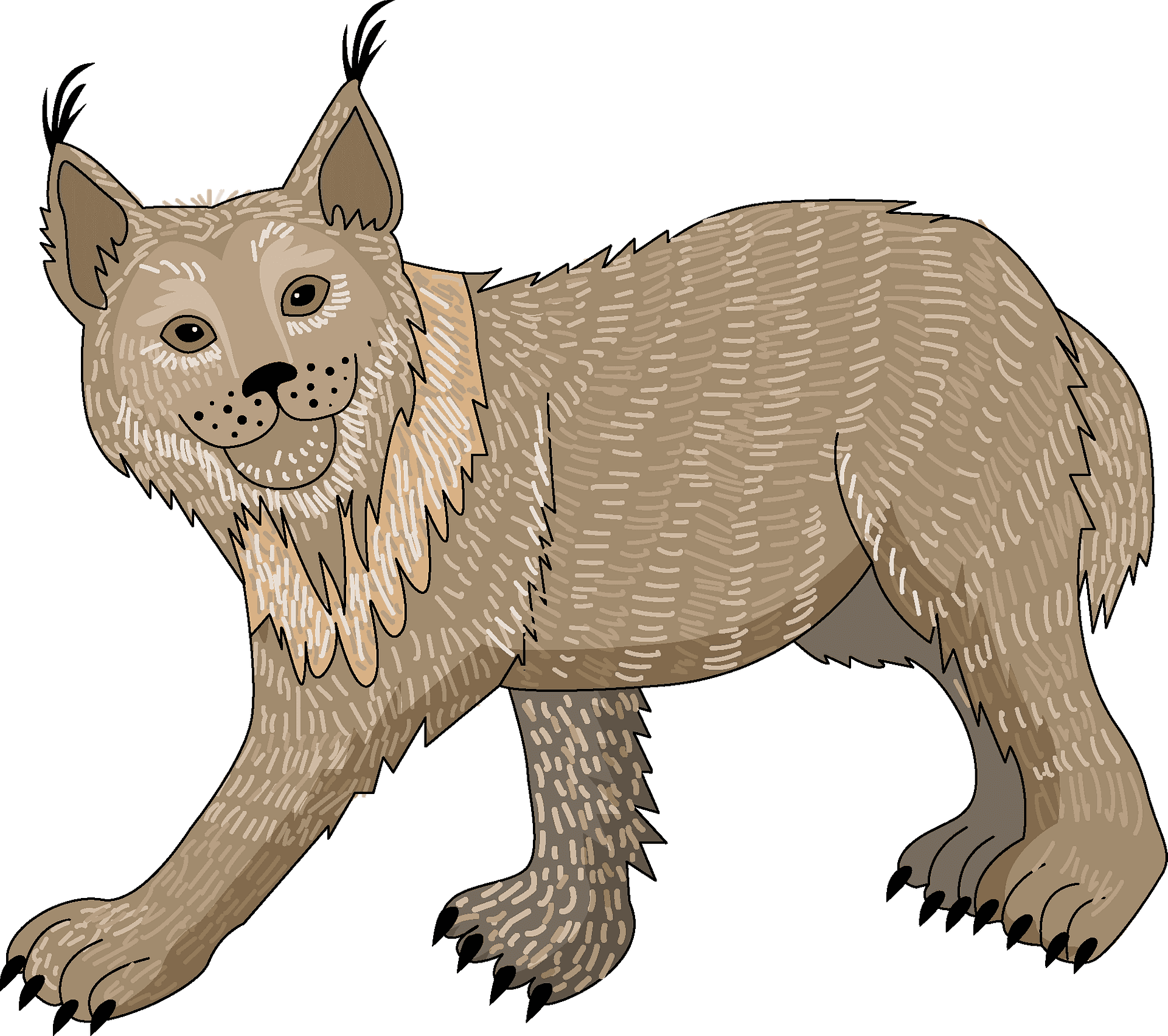 Illustrated Lynx Wild Cat PNG Image