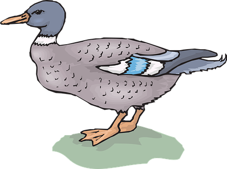 Illustrated Mallard Duck Standing PNG Image