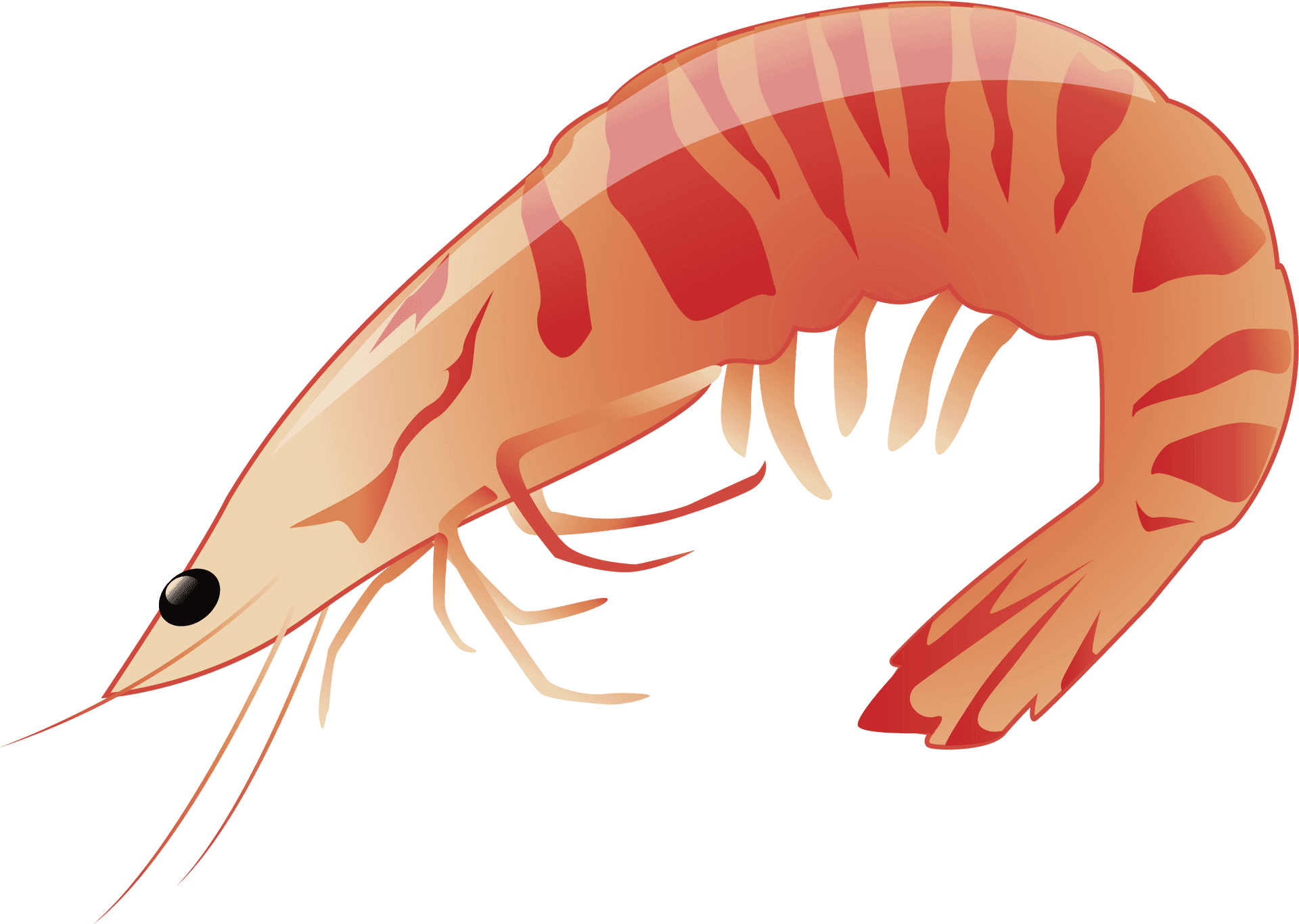 Illustrated Prawn Graphic PNG Image