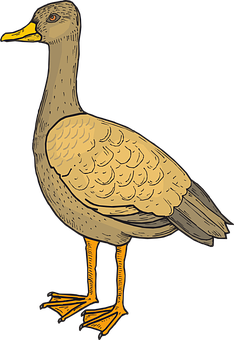 Illustrated Yellow Billed Duck Standing PNG Image