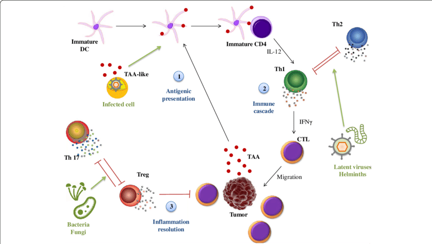 Immune_ Response_to_ Infection_and_ Cancer PNG Image