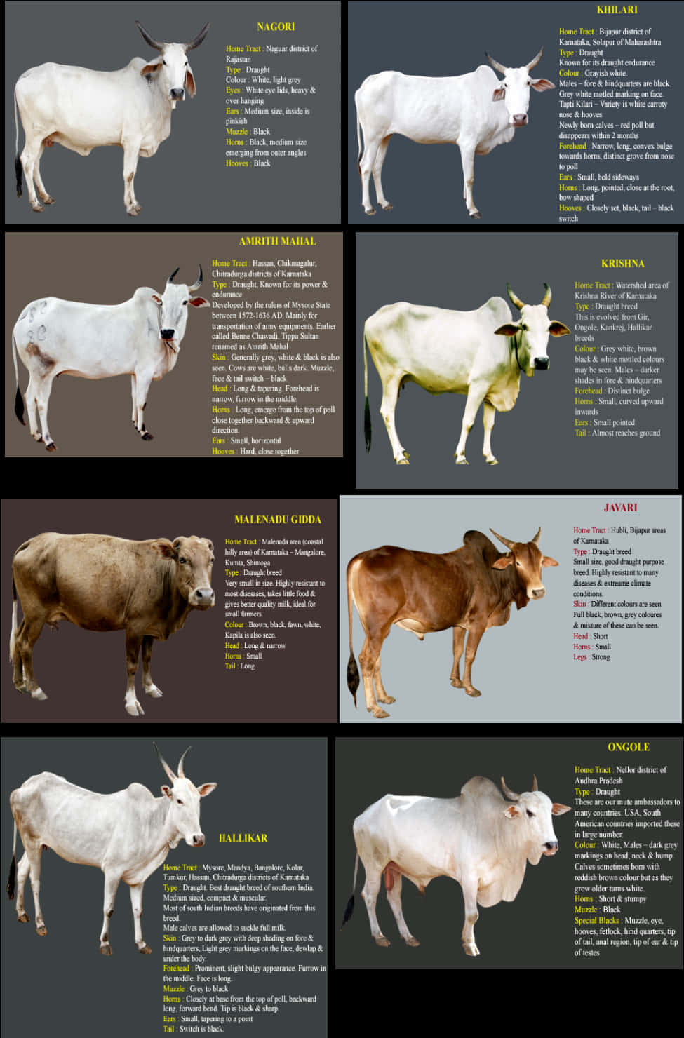 Indian_ Cattle_ Breeds_ Chart PNG Image