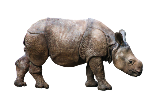 Indian Rhinoceros Isolatedon Black Background PNG Image