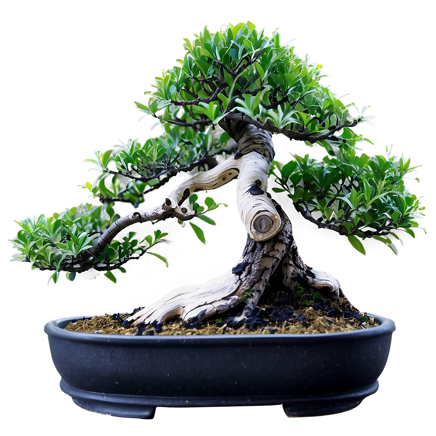 Indoor Bonsai Tree Png 43 PNG Image