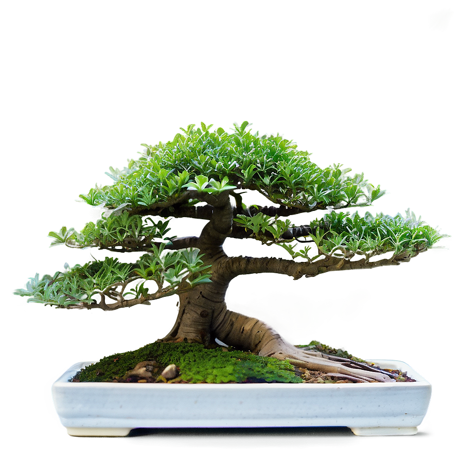 Indoor Bonsai Trees Png 06252024 PNG Image