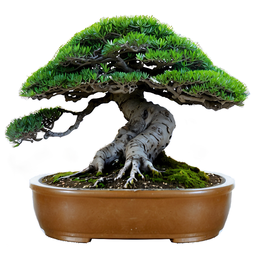 Indoor Bonsai Trees Png 22 PNG Image