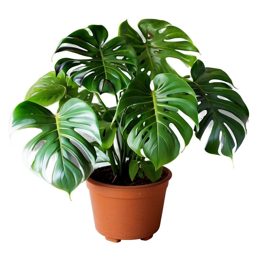 Indoor Monstera Plant Png Dnh PNG Image