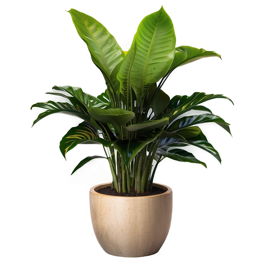 Indoor Plant Png 41 PNG Image