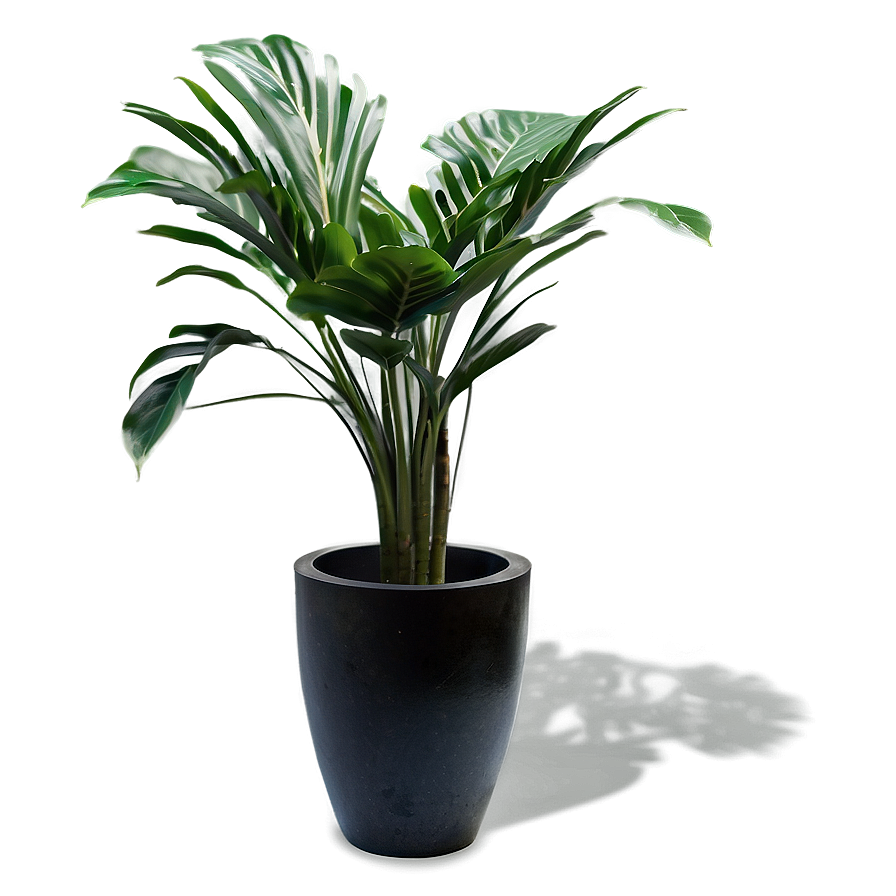 Indoor Plant Shadow Design Png Odv58 PNG Image