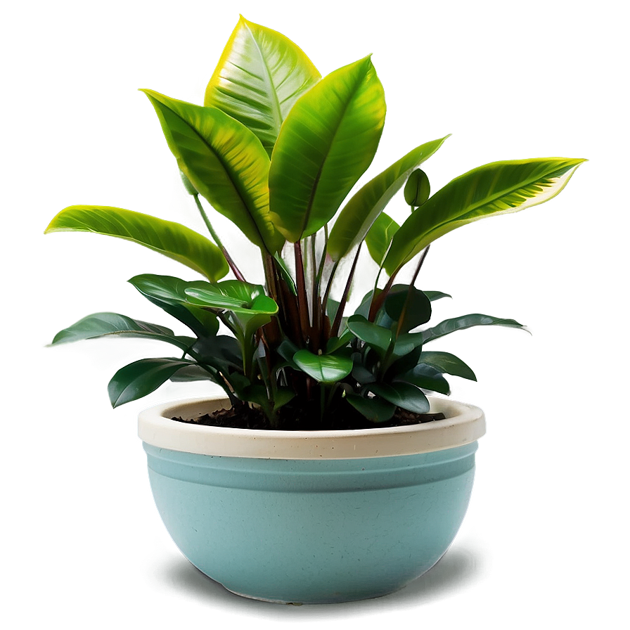 Indoor Plants Png 05042024 PNG Image